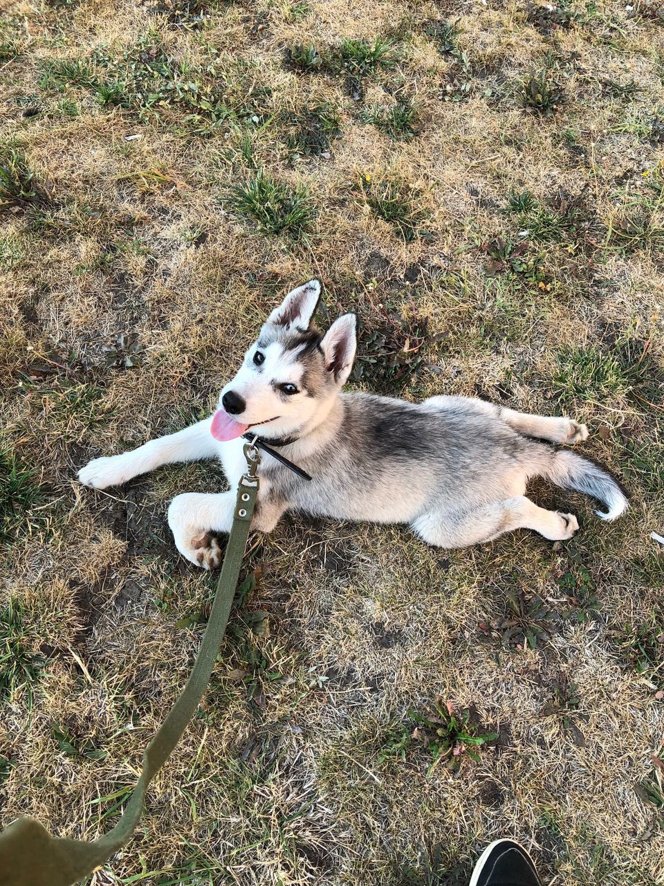 HIGH ANGLE VIEW OF DOG ON THE FIELD