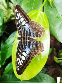 Close-up of butterfly on leaf