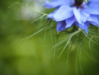 Close-up of purple flowering plant