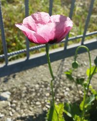 Close-up of pink flower