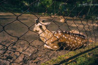 Close-up of deer in cage