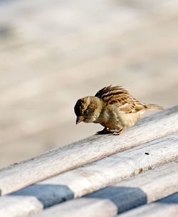 High angle view of bird perching on wood