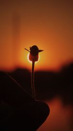 Close-up of silhouette flower against sky during sunset