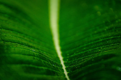Lines and textures of green leaves in nature background