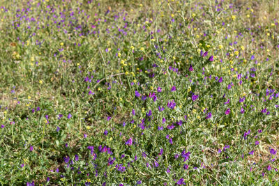 Purple flowering plants on field