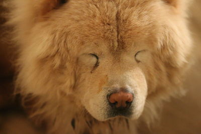 Close-up portrait of a dog