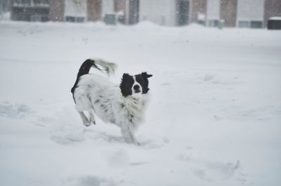 View of dog on snow covered land