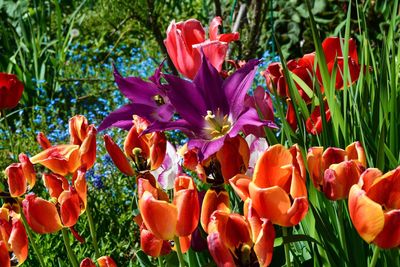 Close-up of red tulips blooming in field