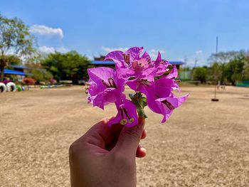 Close-up of hand holding pink flower