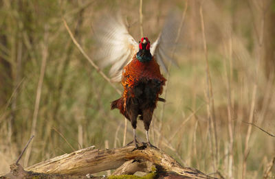 Ring-necked pheasant with spread wings on wood