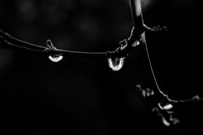 Close-up of raindrops on twig