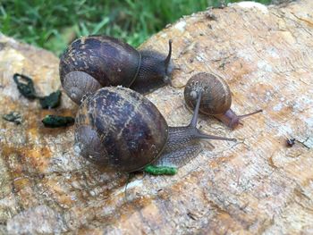 Close-up of snails on rock