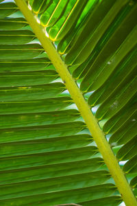 Full frame shot of green leaves