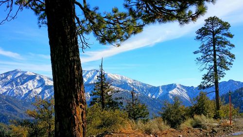 Scenic view of trees in forest against sky