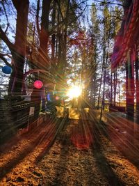 Sunlight streaming through trees during sunset