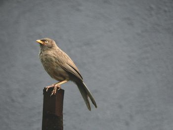 Close-up of bird perching on wooden post