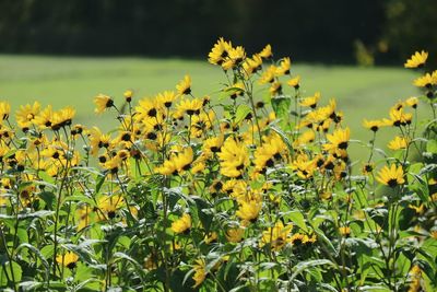 Yellow flowers blooming on field