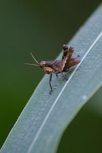 Close-up of insect