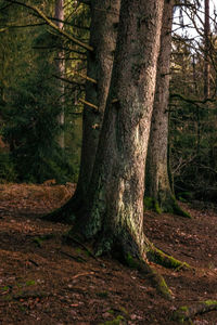 Trees in forest