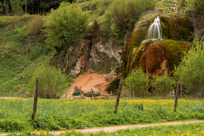 View of trees in forest
