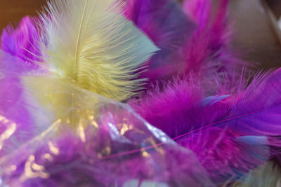 Close-up of pink flowers