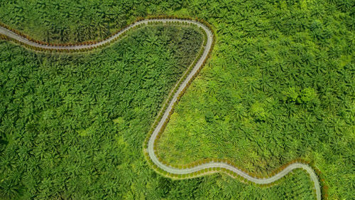 High angle view of grassy landscape