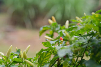 Close-up of a ladybug on plant