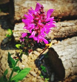 Close-up of pink flowers blooming outdoors