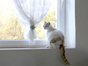 Cat sitting on window sill