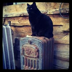 Cat on wooden floor