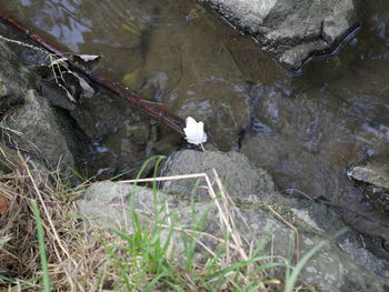 High angle view of turtle in water
