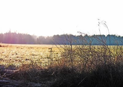 Scenic view of field against clear sky