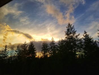 Silhouette of trees during sunset