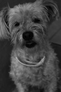 Close-up portrait of dog
