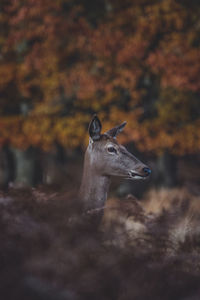 Deer standing on land during autumn