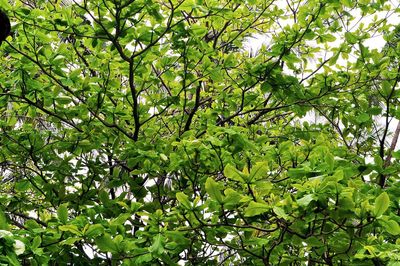 Low angle view of tree