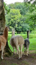 The alpacas look curiously at what is happening