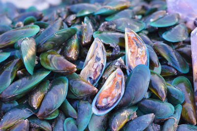 Fresh mussels are sold in the market.