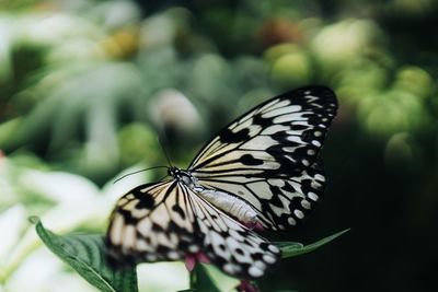 Close-up of butterfly pollinating on flower