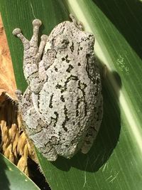 Close-up of insect on tree