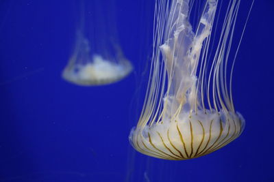 Close-up of jellyfish in water