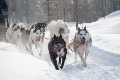 Portrait of dogs walking on snow