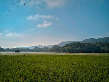 Scenic view of agricultural field against sky