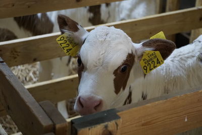 Portrait of goat in pen