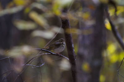 Close-up of bird perching on branch