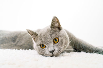 Close-up portrait of cat