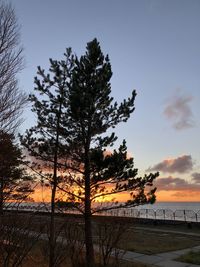Silhouette trees on beach against sky during sunset