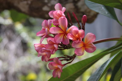 Close-up of pink flowering plant