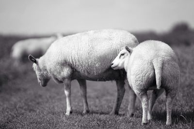 Sheep standing on grassy field against sky