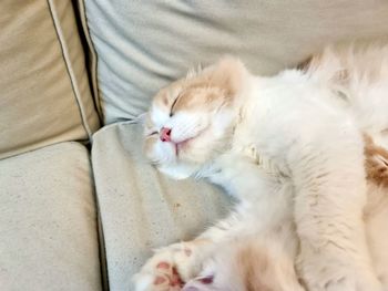 Close-up of cat lying on bed